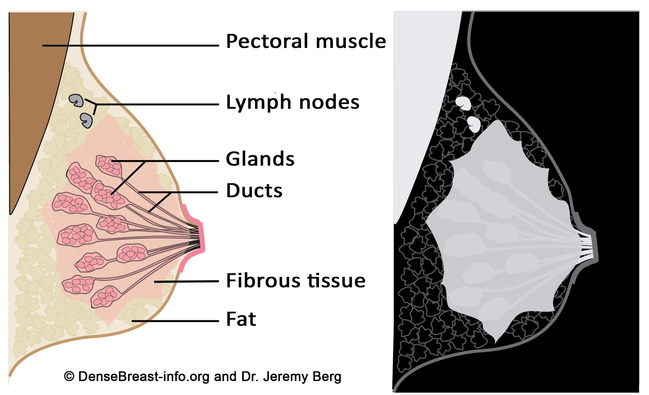 diagram of the normal breast