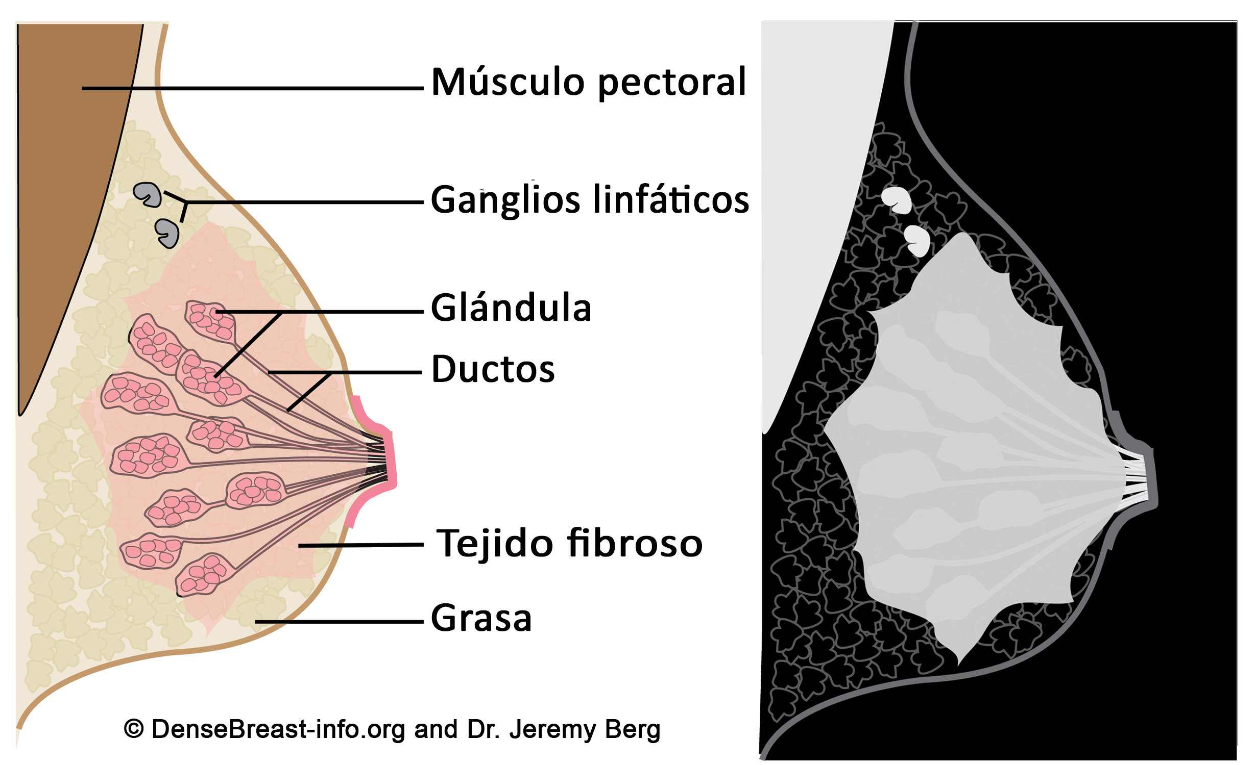 Diagrams Of The Normal Breast Spanish